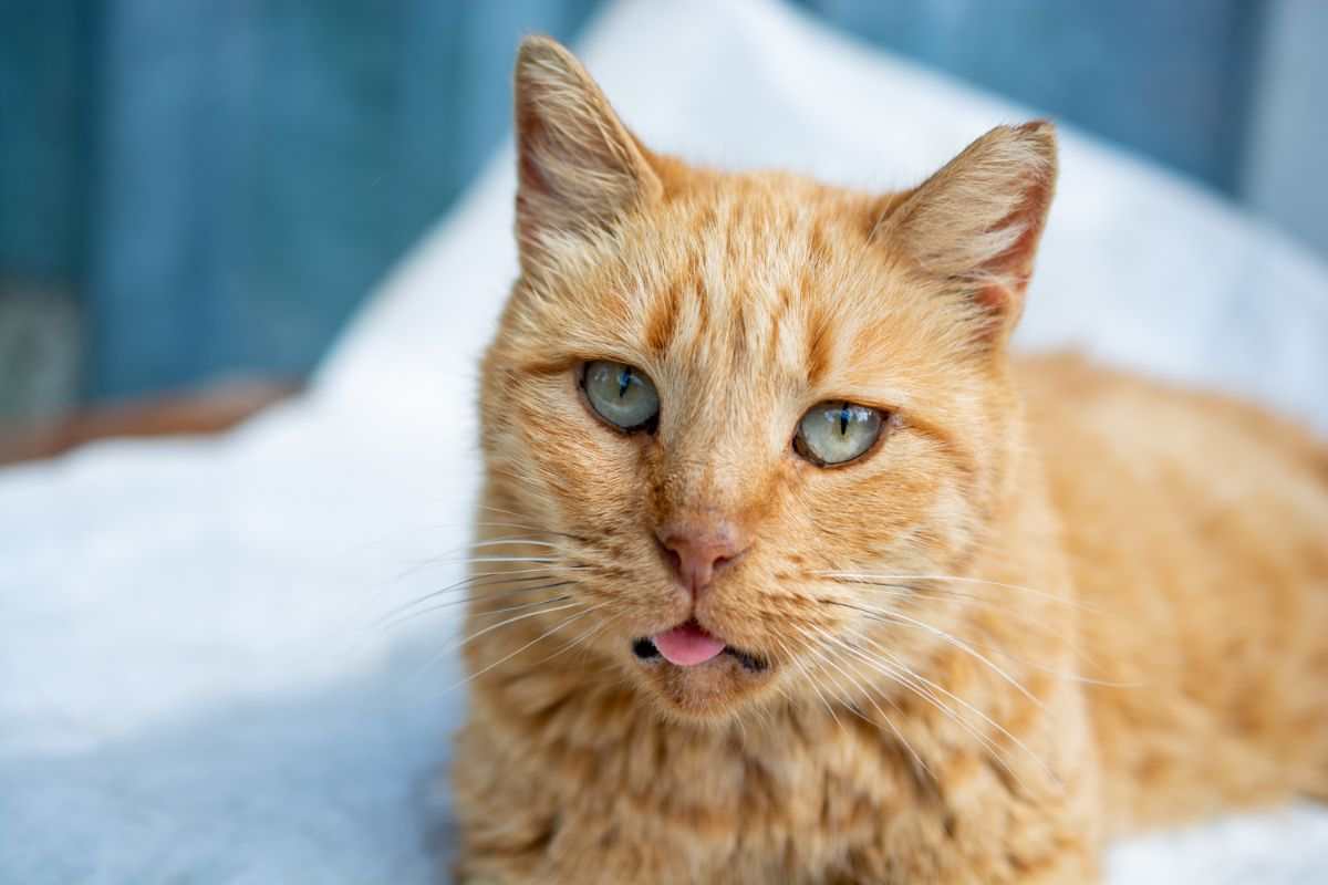 Gatto lingua di fuori e respiro affannoso cause e rimedi