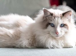 Gatto con le zampe piegate