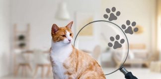 Gatto detective incastra cane video