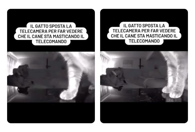 Gatto detective incastra cane video