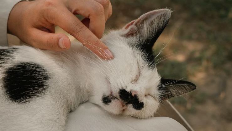 gatto dorme e persone lo accarezza 