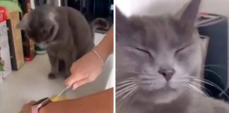 gatto reazione cipolla