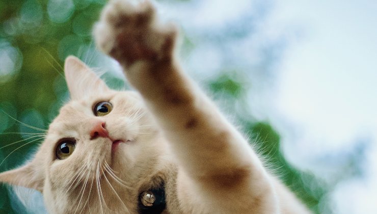 Gatto gioca