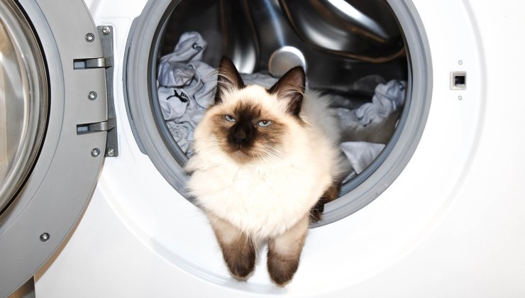 gatto nella lavatrice 
