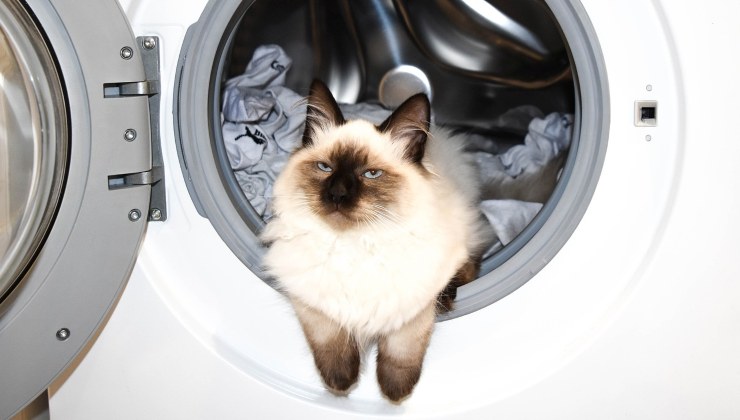 gatto nella lavatrice