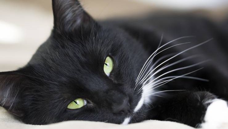 gatto nero occhi verdi 