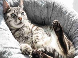 Gatto rilassato