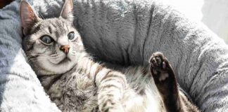 Gatto rilassato
