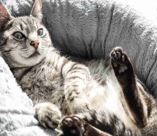 Gatto rilassato