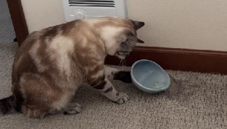 gatto rovescia la ciotola