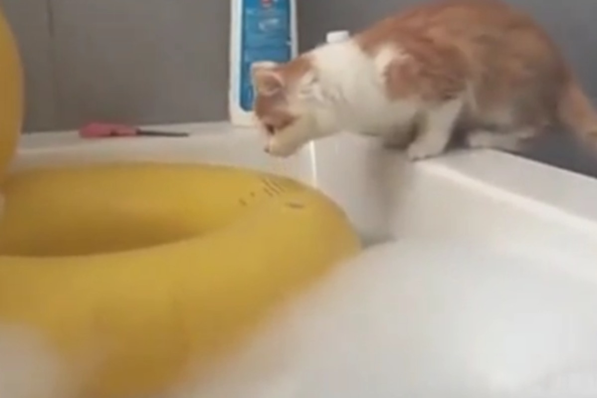 Gattino vasca bagnetto finale imprevisto