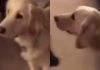 Golden Retriever incontro personaggio fumetti