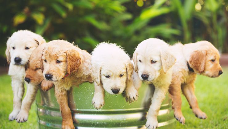 piccoli golden retriever