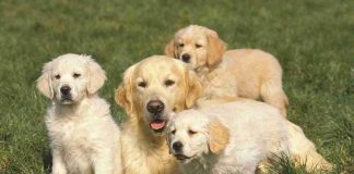 golden retriever figli
