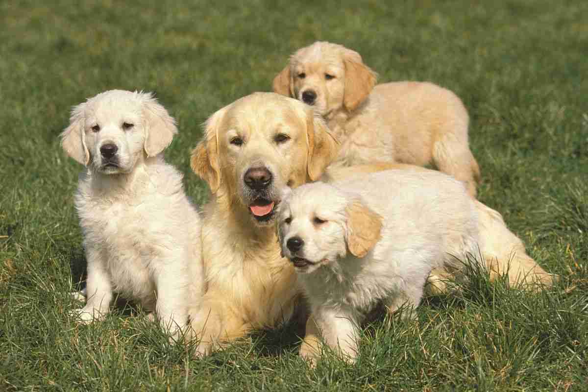 golden retriever figli