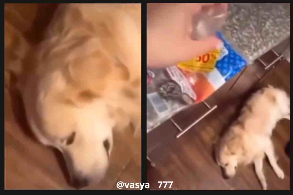 Golden retriever dorme in cucina