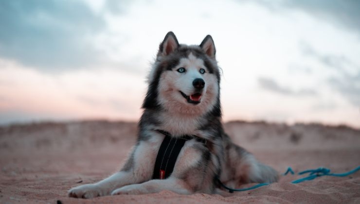 Husky in pericolo salvataggio video