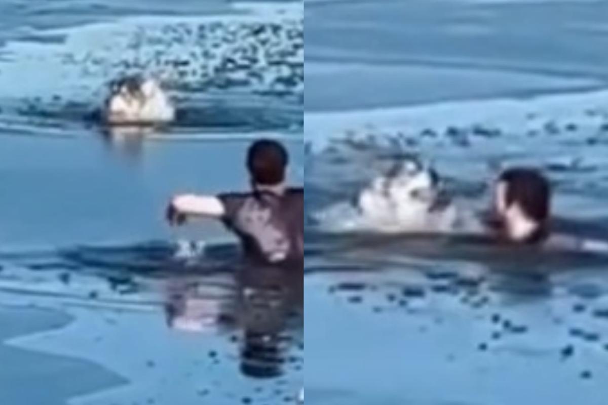 Husky in pericolo salvataggio video