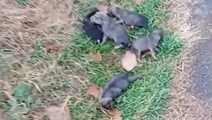 cagnolini abbandonati ciglio strada