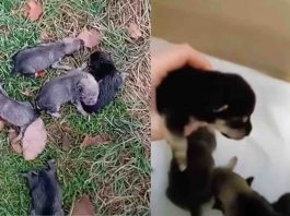 cagnolini 5 abbandonati pioggia