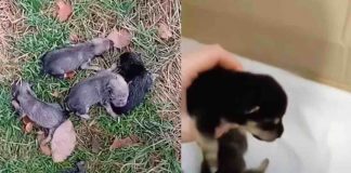 cagnolini 5 abbandonati pioggia