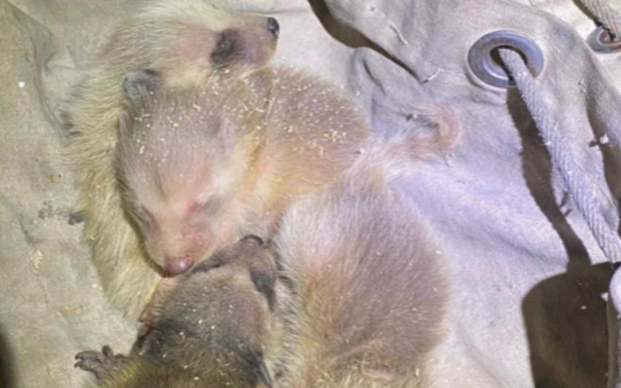 procioni piccoli soffitta rumori