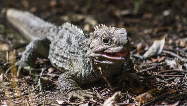 Iguana furiosa video esilarante