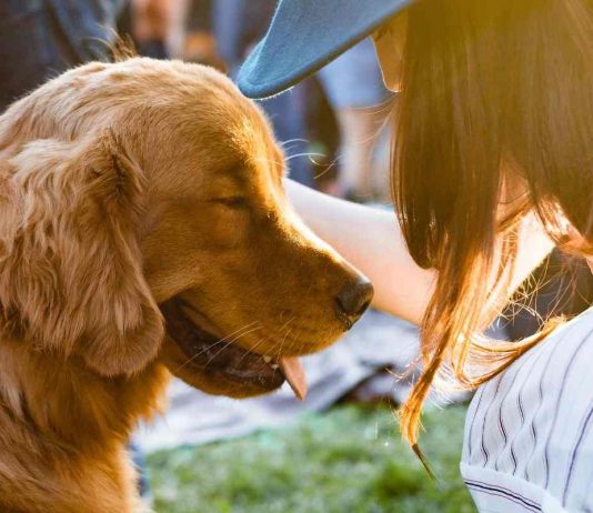 Perché il cane lecca viso mani e piedi del padrone