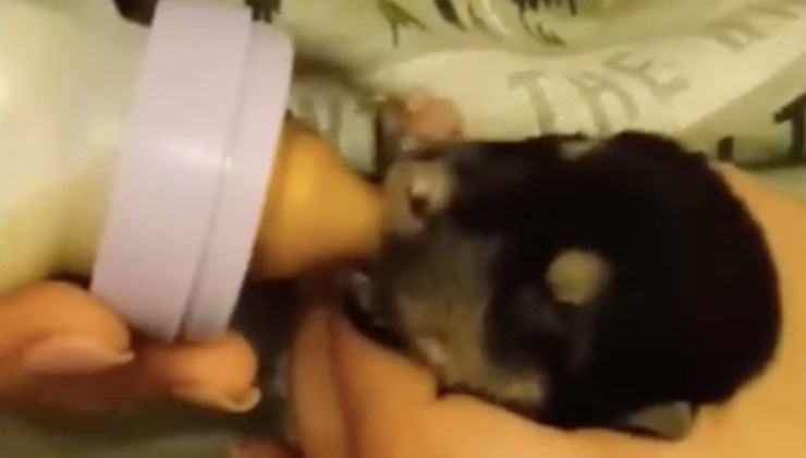 cagnolini salvati donna aiuto