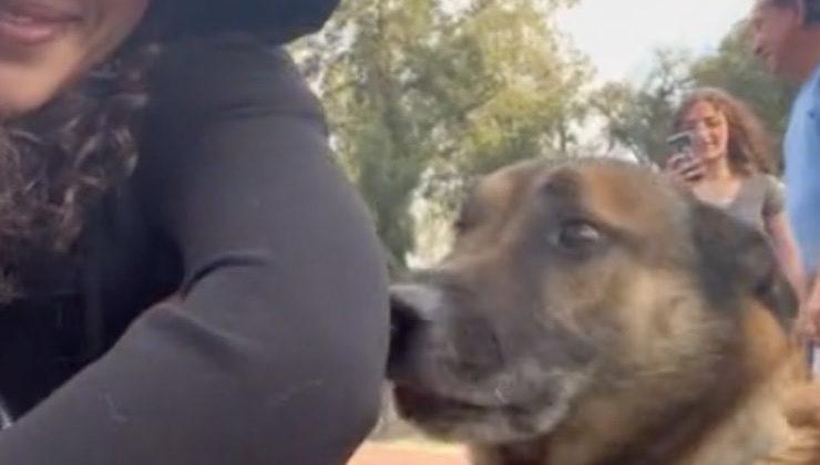 cane corre incontro amica
