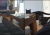 Il suono per chiamare i gatti
