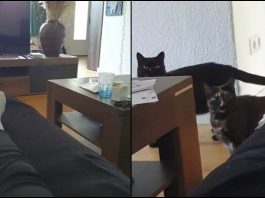 Il suono per chiamare i gatti