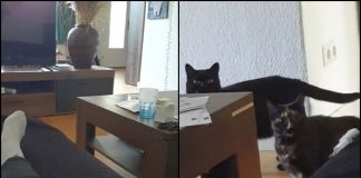Il suono per chiamare i gatti