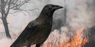 bosco incendio intervento uccelli