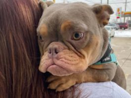 cagnolino Bulldog cuore adottarlo