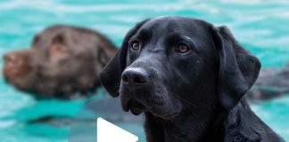 Labrador nero tuffi video