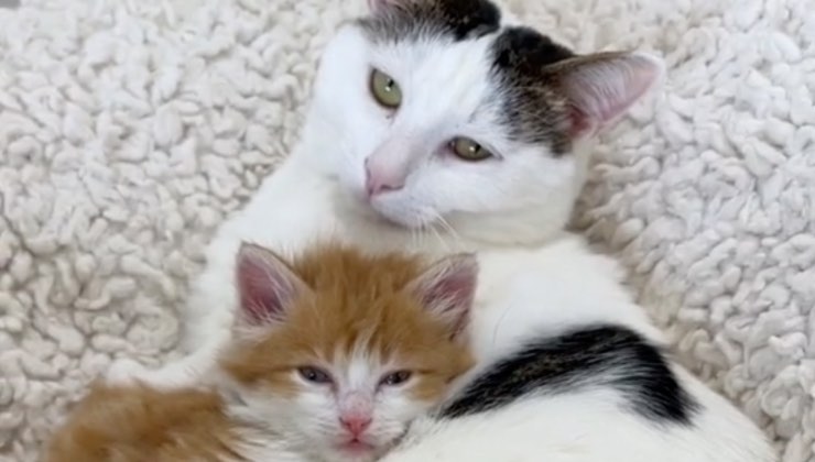 gatto papà ignora piccolo