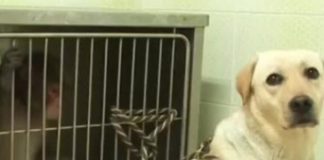 labrador salva scimmietta dalla depressione video