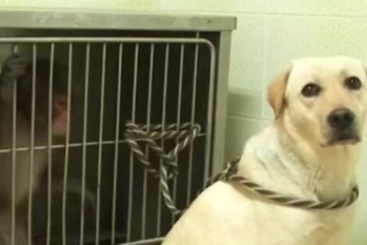 labrador salva scimmietta dalla depressione video