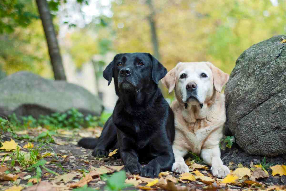 caratteristiche razza labrador retriever