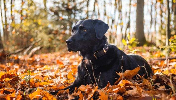 Nicolò De Devitiis Incontro con il cane Dotto