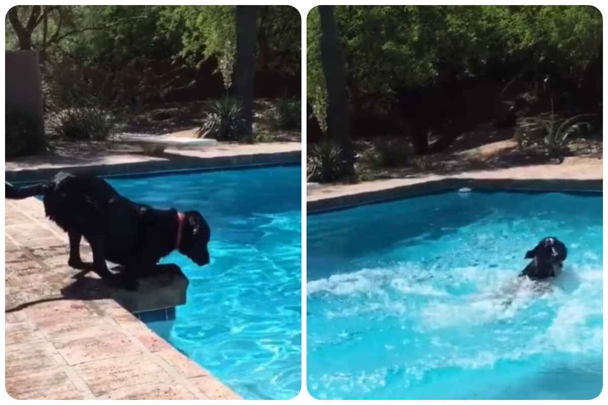 Labrador nero tuffatore provetto video