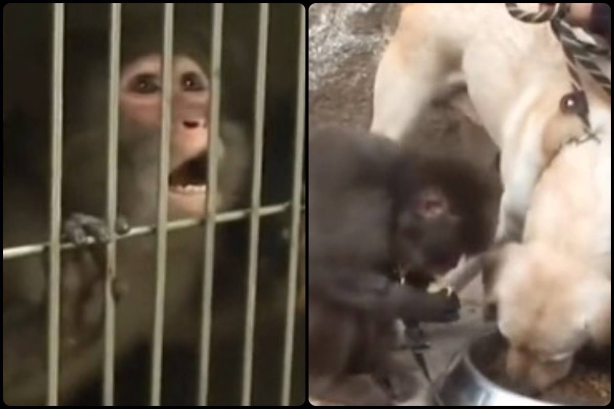 La storia del labrador che salva la scimmietta