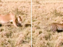 chi vince tra leopardo e leonessa