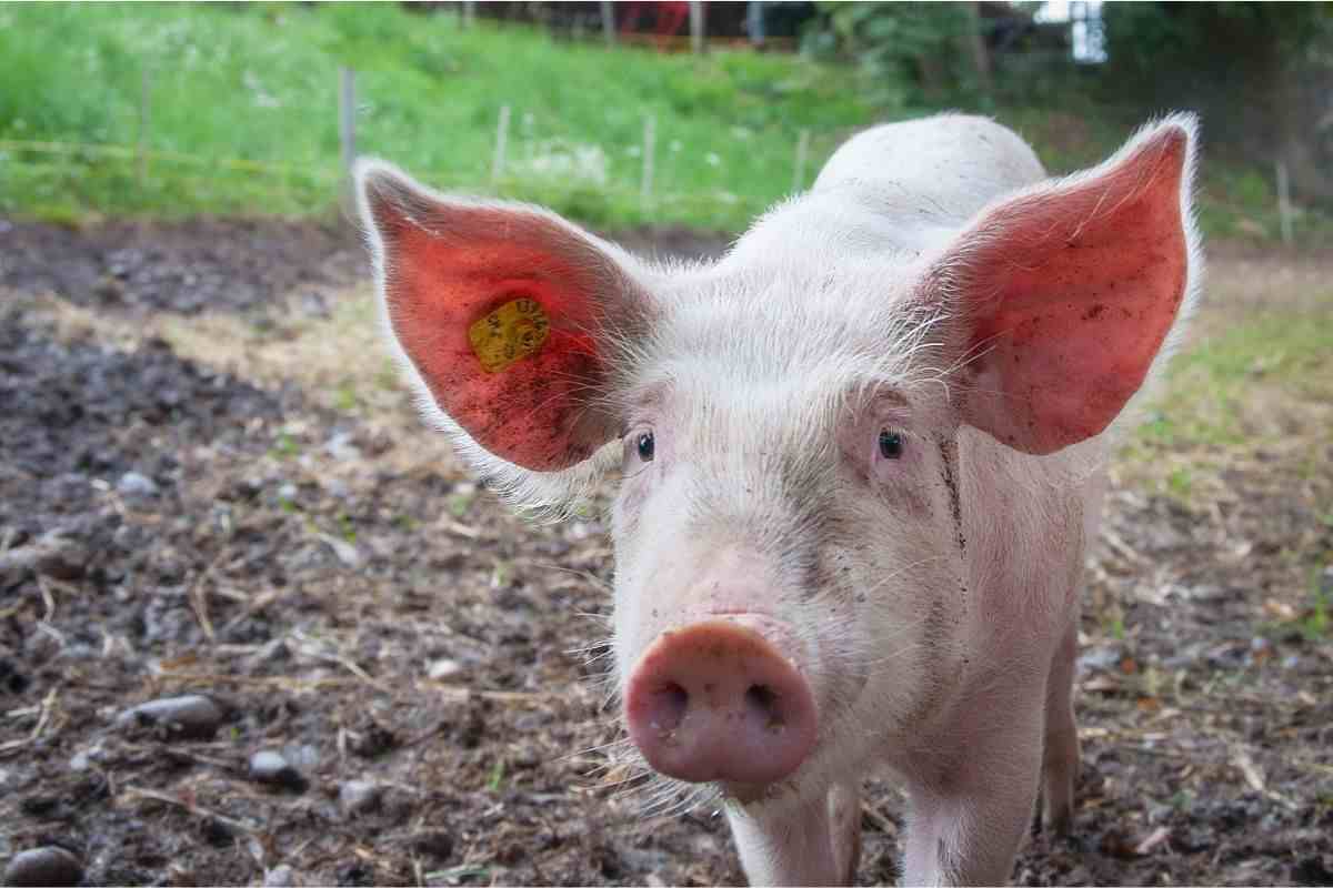 Maialina si butta dal camion in corsa e sfugge al mattatoio: i volontari la trovano e le cambiano la vita  --- (Fonte immagine: https://www.velvetpets.it/wp-content/uploads/2023/09/Maiale-Velvetpets.it-300923.jpg)