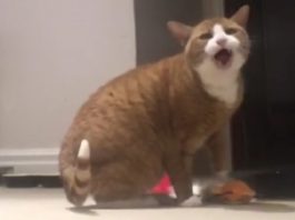 gatto urla tutte notti