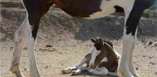 cavalla abbandonata adottata famiglia insolita