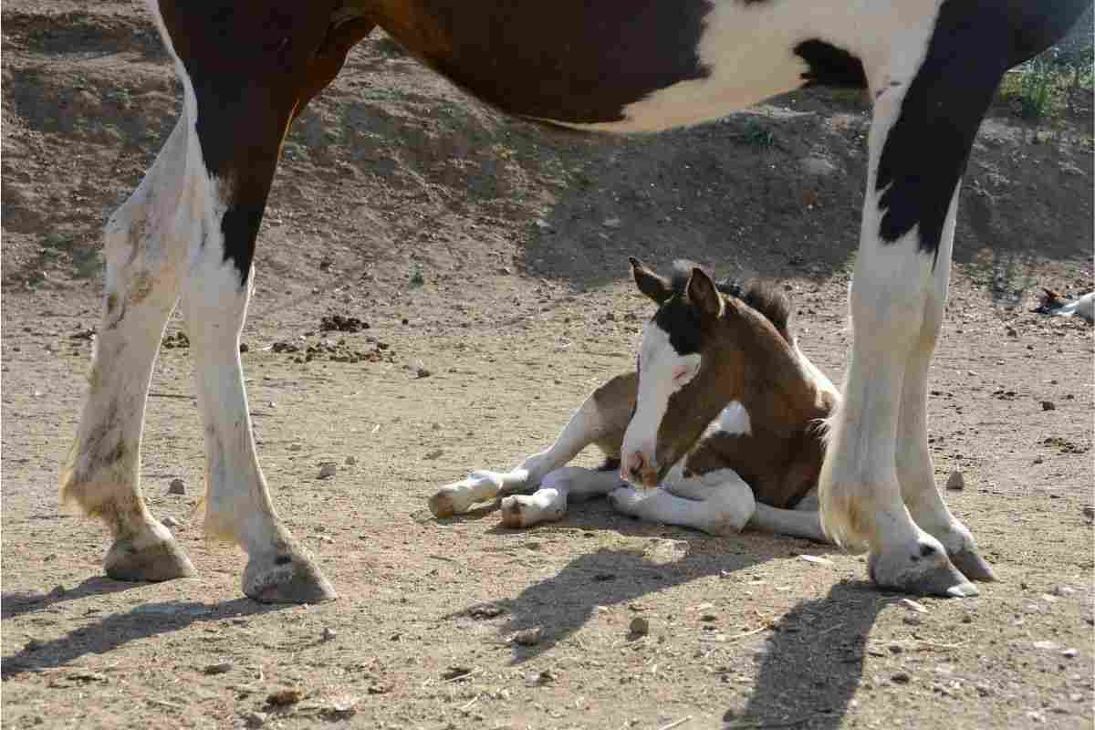 cavalla abbandonata adottata famiglia insolita