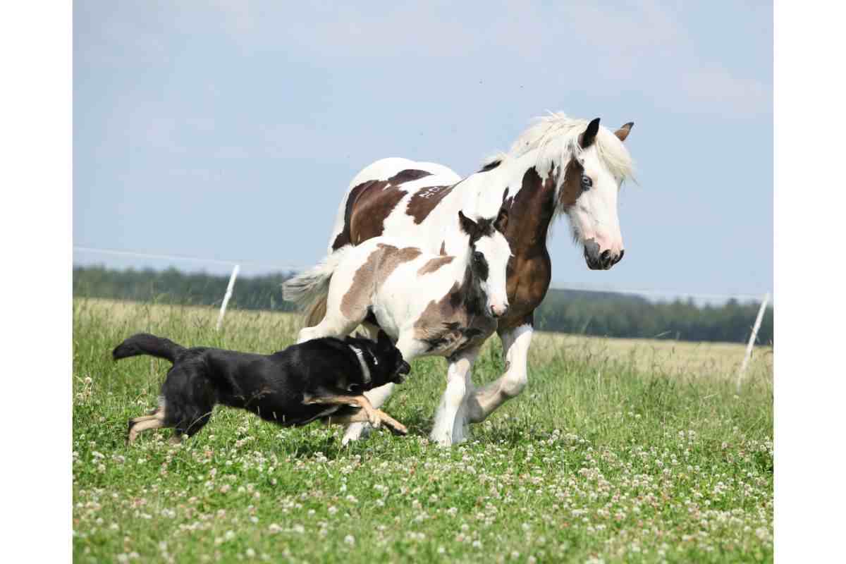 cavalla abbandonata adottata famiglia insolita