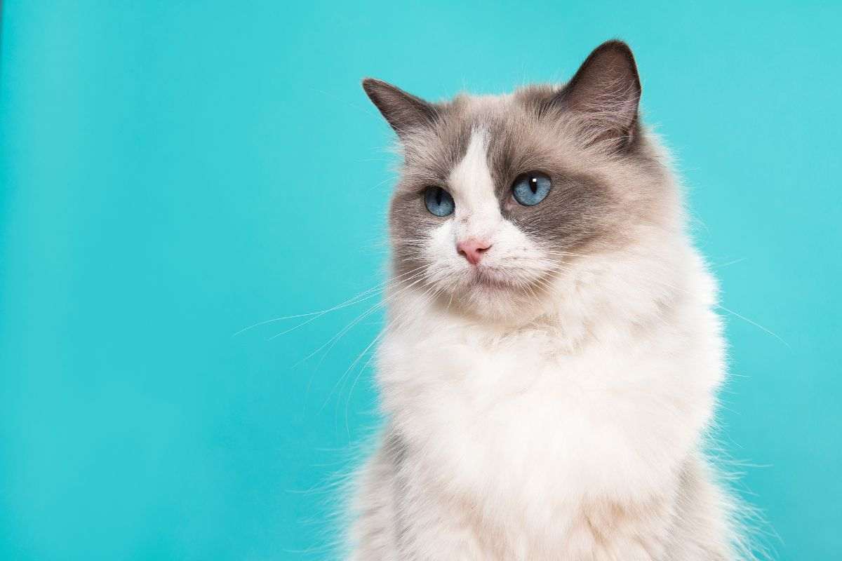 Ragdoll, il gatto che somiglia ad un peluche in carne ed ossa: tutto ciò che c